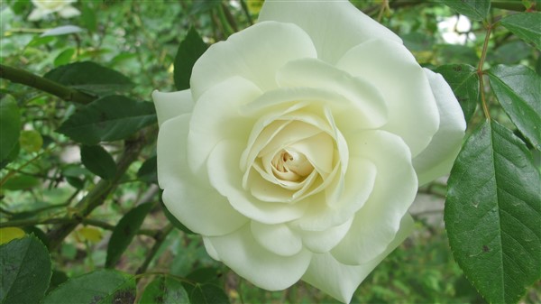Name:  IMG_4054 (600 x 337).jpg
Views: 685
Size:  46.8 KB