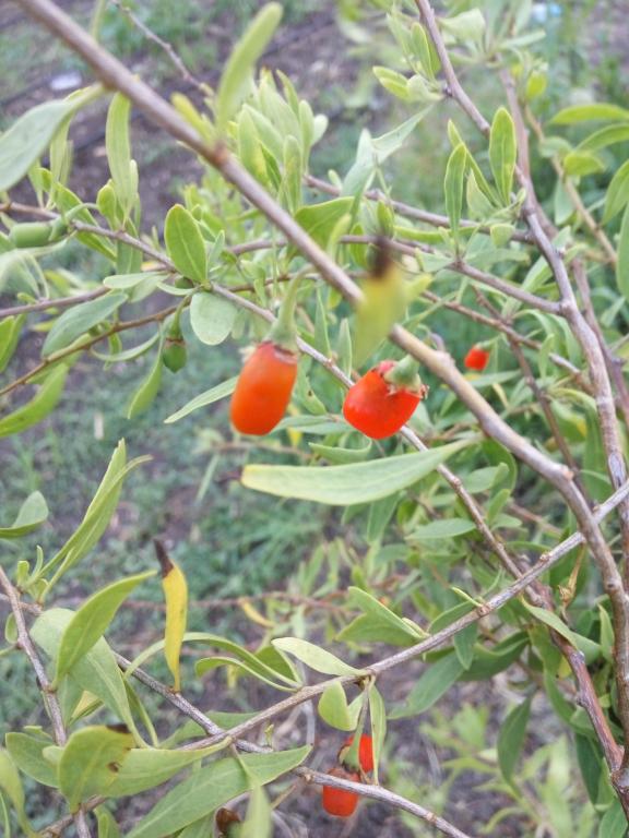 Name:  goji.jpg
Views: 599
Size:  73.9 KB