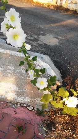 Name:  022.jpg
Views: 508
Size:  58.3 KB