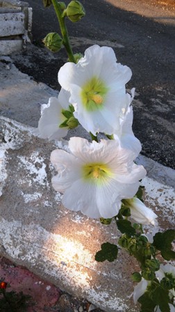 Name:  026.jpg
Views: 499
Size:  49.5 KB