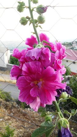 Name:  048.jpg
Views: 503
Size:  47.1 KB
