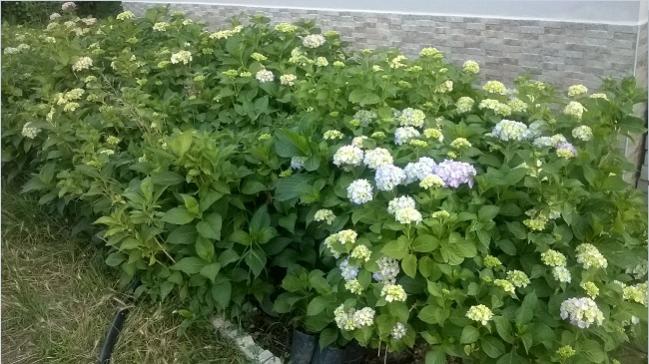 Name:  30.06.2019 ortanca.jpg
Views: 676
Size:  55.0 KB