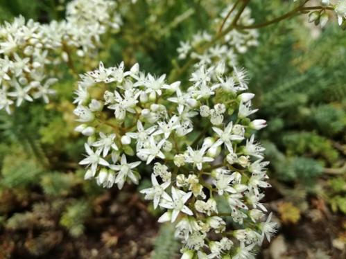 Name:  bahe sedum.jpg
Views: 896
Size:  38.3 KB