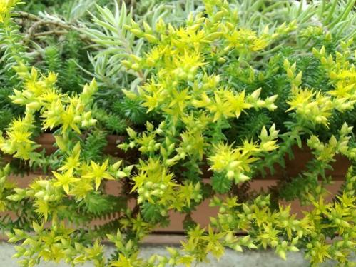 Name:  bahe sedum1.jpg
Views: 1204
Size:  50.1 KB