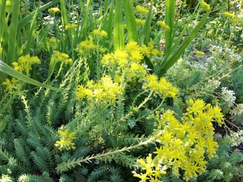 Name:  bahe sedum2.jpg
Views: 661
Size:  57.2 KB