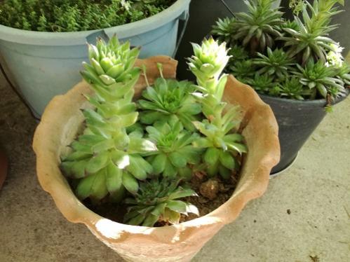 Name:  bahe sempervivum1.jpg
Views: 678
Size:  35.4 KB