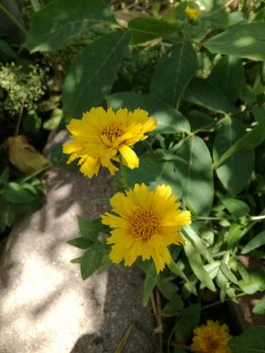 Name:  coreopsis.jpg
Views: 1216
Size:  30.0 KB