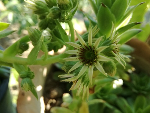 Name:  bahe sempervivum.jpg
Views: 697
Size:  67.2 KB
