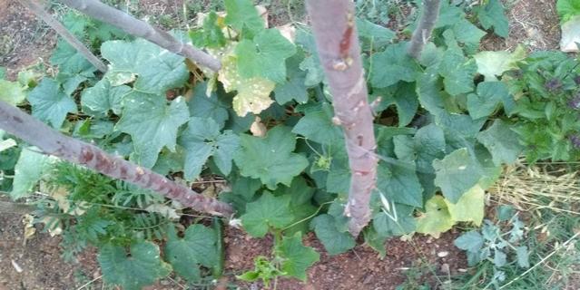 Name:  IMG-20190710-WA0039.jpg
Views: 738
Size:  47.0 KB