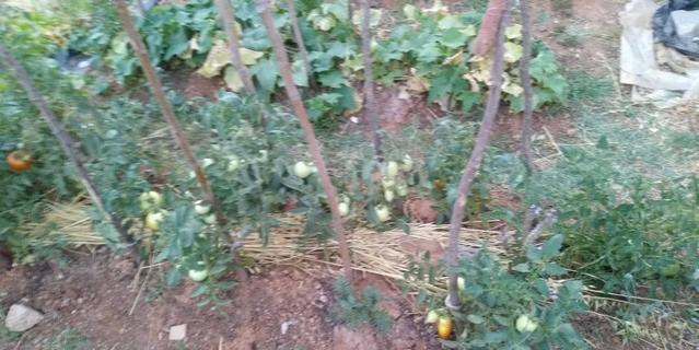 Name:  IMG-20190710-WA0041.jpg
Views: 752
Size:  46.0 KB