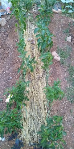 Name:  IMG-20190710-WA0042.jpg
Views: 675
Size:  69.3 KB