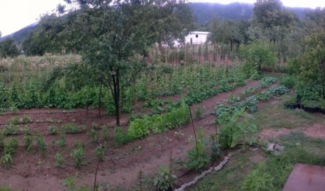 Name:  14.07.2019 bahe soldan panoramik orta.jpg
Views: 565
Size:  49.4 KB