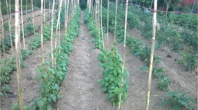 Name:  2019 barbunya.jpg
Views: 584
Size:  55.2 KB