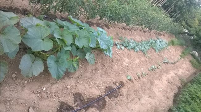 Name:  2019 kabak karpuz.jpg
Views: 573
Size:  49.4 KB