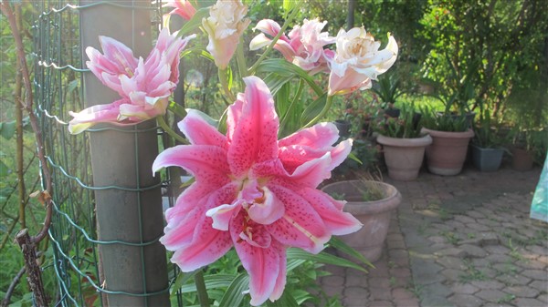 Name:  IMG_4518 (600 x 337).jpg
Views: 541
Size:  69.3 KB
