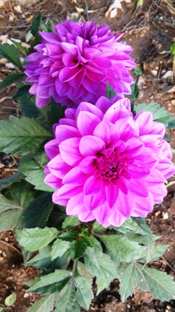 Name:  144.jpg
Views: 406
Size:  57.3 KB