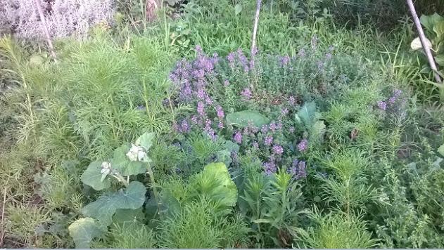 Name:  17.07.2019 cosmos kekik sar aromatik.jpg
Views: 497
Size:  70.9 KB