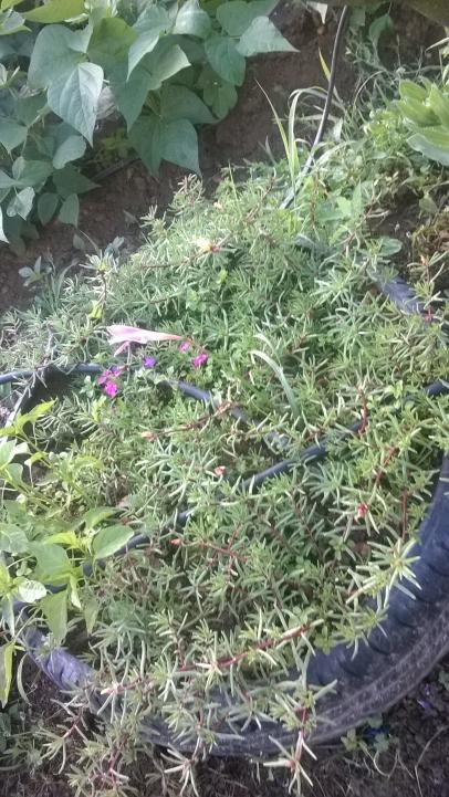 Name:  17.07.2019 trnak iei.jpg
Views: 484
Size:  83.0 KB