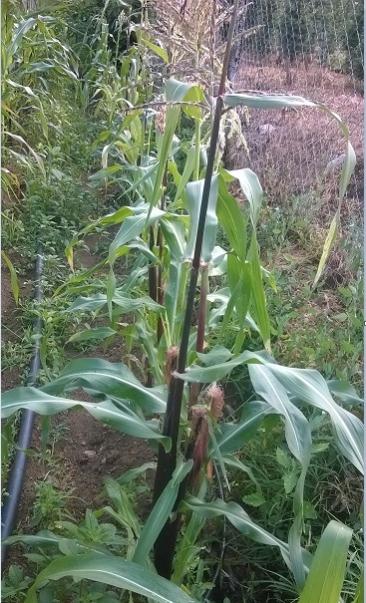 Name:  17.07.2019 msr iekli.jpg
Views: 475
Size:  60.9 KB