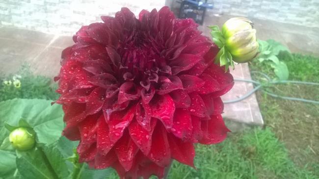 Name:  17.07.2019 bordo dalya.jpg
Views: 490
Size:  36.2 KB