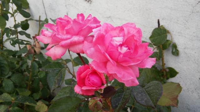 Name:  031.jpg
Views: 376
Size:  33.9 KB
