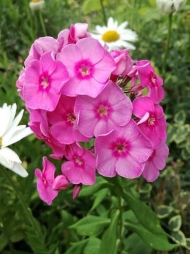 Name:  phlox.jpg
Views: 1285
Size:  31.8 KB