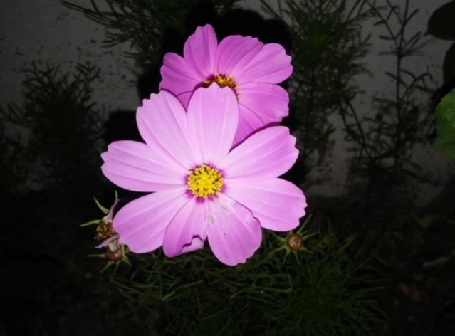 Name:  011.jpg
Views: 319
Size:  30.1 KB
