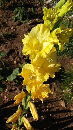 Name:  033.jpg
Views: 321
Size:  51.5 KB