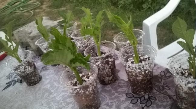 Name:  28.07.2019 - dahliya oaltm.jpg
Views: 609
Size:  43.1 KB