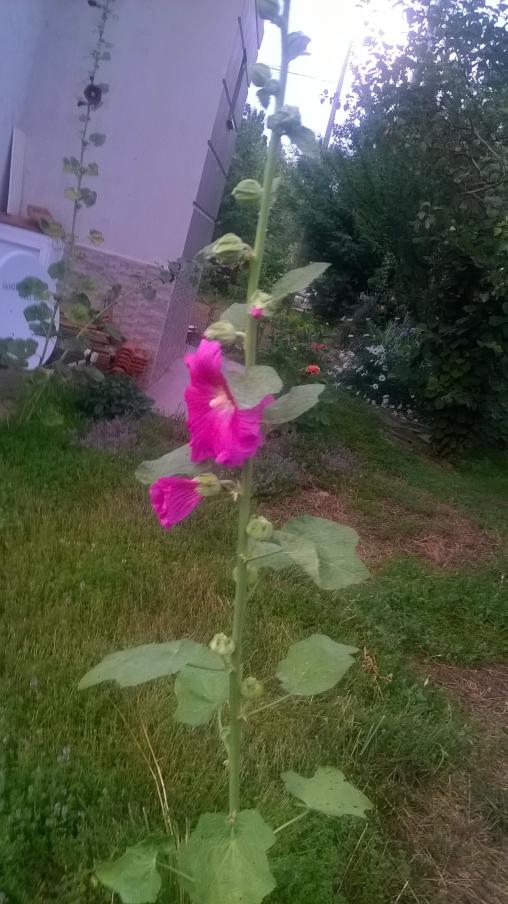 Name:  17.07.2019 fatmagl.jpg
Views: 592
Size:  73.8 KB