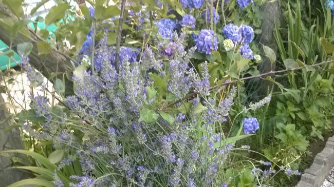 Name:  29.07.2019 lavanta.jpg
Views: 589
Size:  62.2 KB