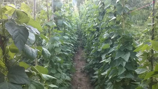 Name:  29.07.2019 barbunya.jpg
Views: 567
Size:  52.1 KB