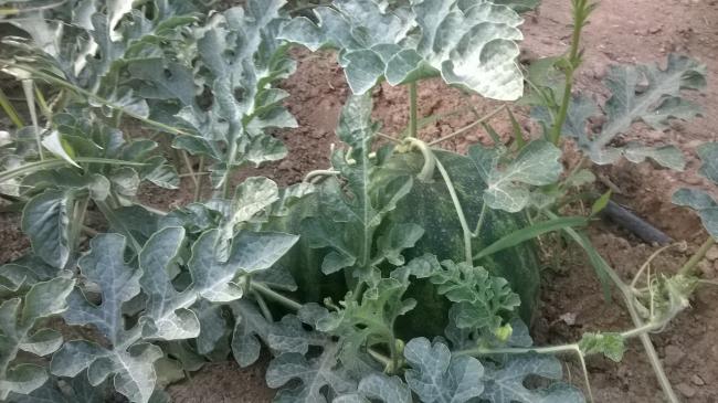 Name:  31.07.2019 karpuz.jpg
Views: 579
Size:  51.2 KB