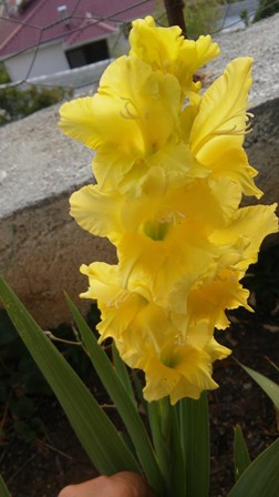 Name:  218.jpg
Views: 250
Size:  38.5 KB