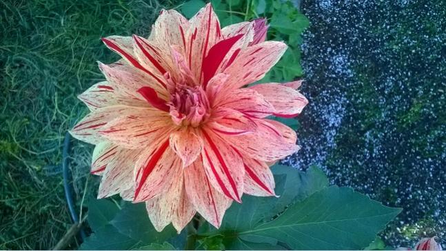 Name:  01.08.2019 dahliya.jpg
Views: 561
Size:  58.0 KB