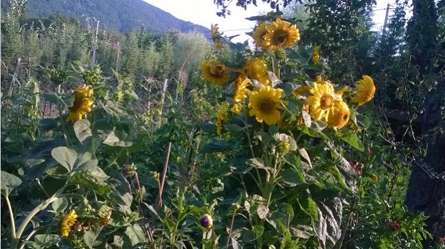 Name:  01.08.2019 ayiei.jpg
Views: 615
Size:  67.4 KB