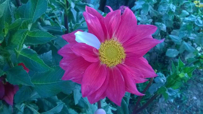 Name:  08.08.2019 dahliya-min.jpg
Views: 451
Size:  40.2 KB