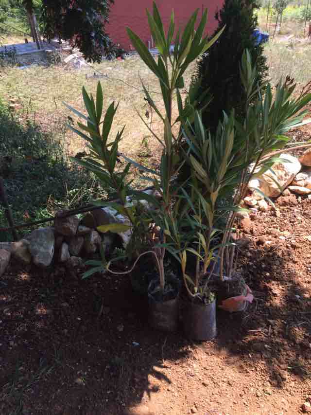 Name:  IMG_5388.jpg
Views: 472
Size:  45.4 KB