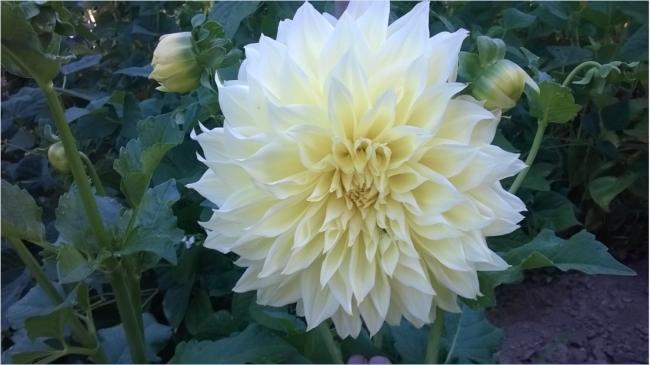 Name:  09.08.2019 dahliya 2.jpg
Views: 404
Size:  35.5 KB