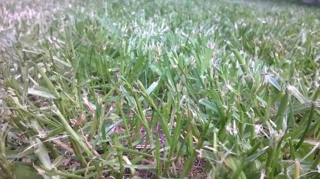 Name:  29.08.2019 1.im yabani otlar 1.jpg
Views: 631
Size:  59.8 KB