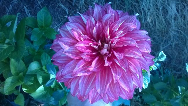 Name:  2019 dahliya 6.jpg
Views: 631
Size:  46.3 KB