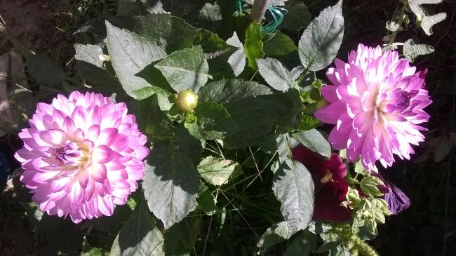 Name:  2019 dahliya 8.jpg
Views: 632
Size:  52.8 KB