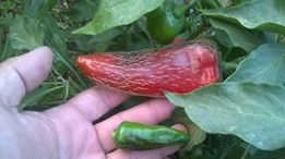 Name:  jalapeno.jpg
Views: 545
Size:  10.2 KB