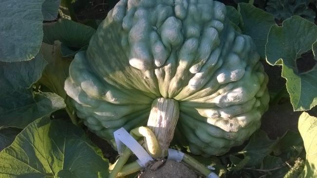 Name:  Marina di chioggia tedavi edilen 2019.jpg
Views: 498
Size:  37.6 KB