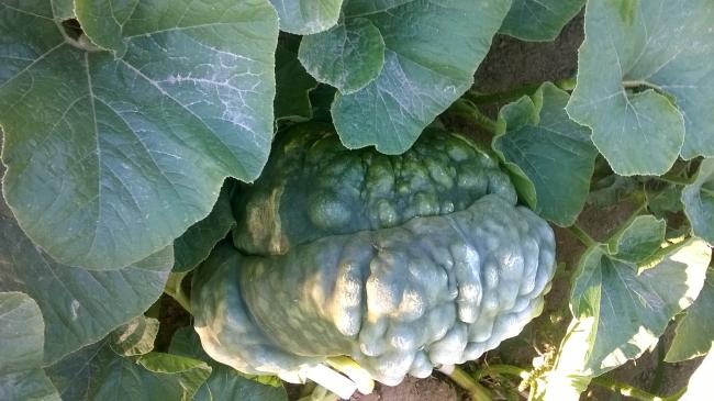 Name:  Marina di chioggia 2019.jpg
Views: 512
Size:  44.0 KB