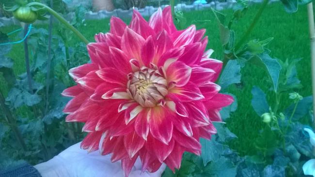 Name: 12.09.2019 yeni dalya.jpg
Views: 479
Size: 40.7 KB