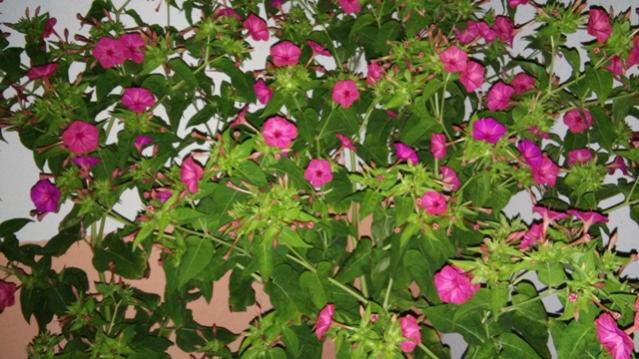 Name:  148.jpg
Views: 251
Size:  55.8 KB