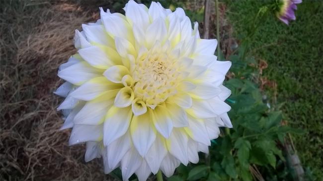 Name:  2019 dahliya 1.jpg
Views: 429
Size:  34.1 KB
