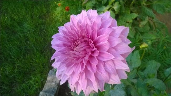 Name:  2019 dahliya 4.jpg
Views: 425
Size:  38.9 KB
