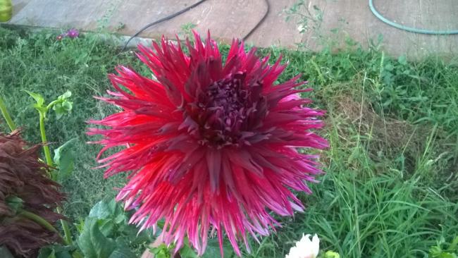 Name:  2019 dahliya 5.jpg
Views: 409
Size:  52.1 KB